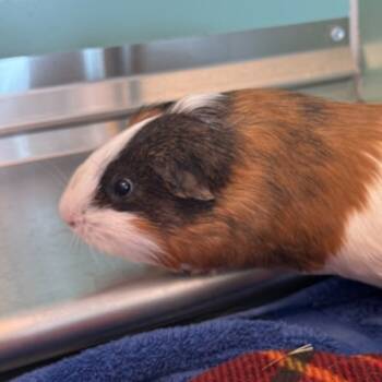 Rescue Guinea Pig Guinea Pigs for Adoption in Golden, Colorado - Nebel | PetCurious